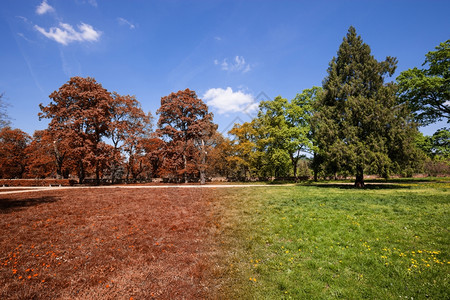 阳光明媚的秋天和夏季公园图片