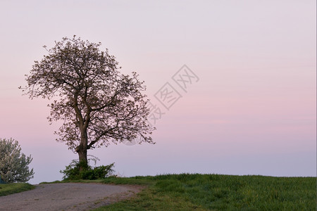 美丽的乡村风景和孤独的树图片
