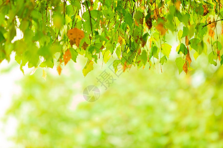自然环境中的初秋叶自然环境中的初秋叶图片