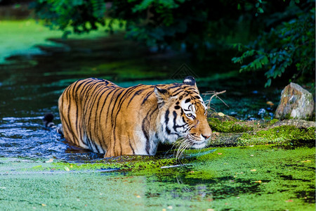 水中的老虎图片