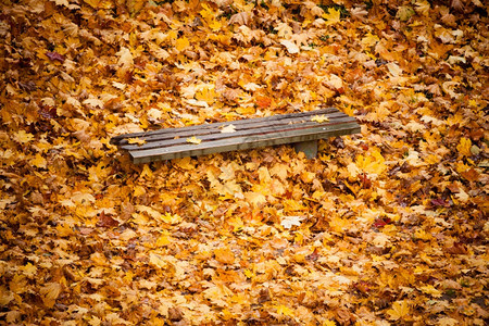 秋天的风景市政公园的桌椅和棕黄色橙木瓜叶美丽的金子掉下来了图片
