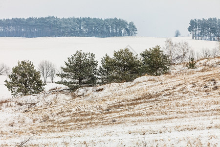 冬季和节特有山地树木覆盖着白新雪图片