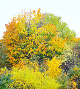 美丽的秋天树地貌图片