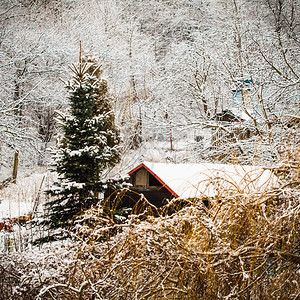 冬季和节特定树木和房屋被白新雪覆盖图片