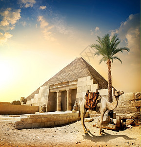 金字塔附近的骆驼和带有雕像的柱子图片