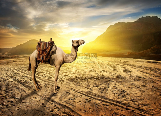 日落时山边沙漠中的骆驼图片
