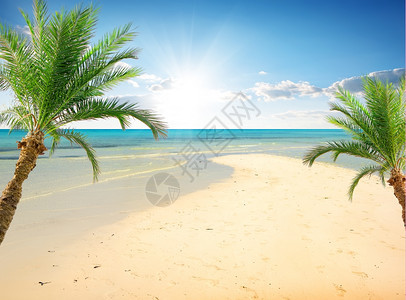 阳光明媚的白天海边滩上的棕榈图片