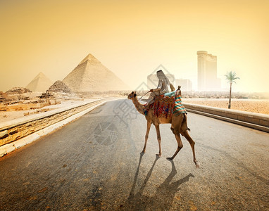 通往吉扎和金字塔的沥青公路上贝都因人和骆驼图片