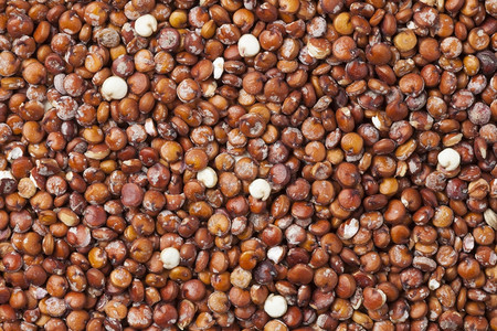 红原昆诺阿种子全框图片