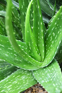 AloeVera药用植物精密中心草药图片