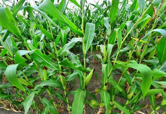 美丽的绿色玉米田乌克兰的玉米田图片