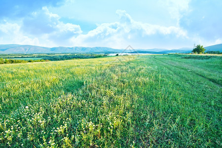 田地绿夏花图片