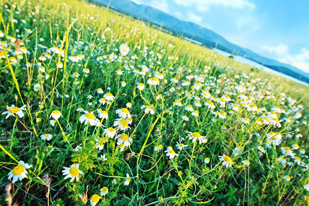 田地绿夏花图片