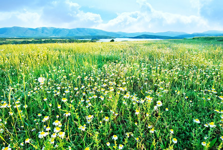 田地绿夏花图片