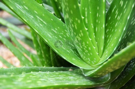AloeVera药用植物精密中心草药图片