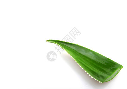 Aloeveraveravera中图片