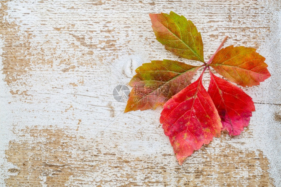 与带复制空间的风化白漆谷仓木相比图片