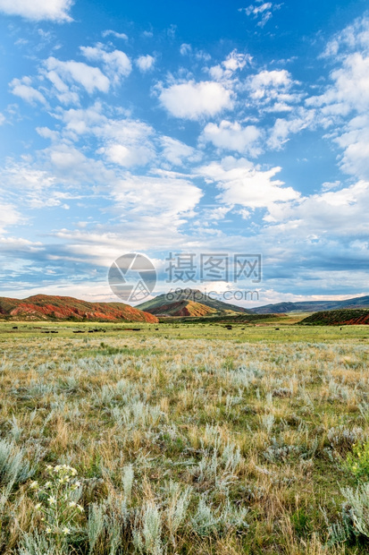 科罗拉多州落基山脉的丘夏末在柯林斯堡附近的红山开放空间图片