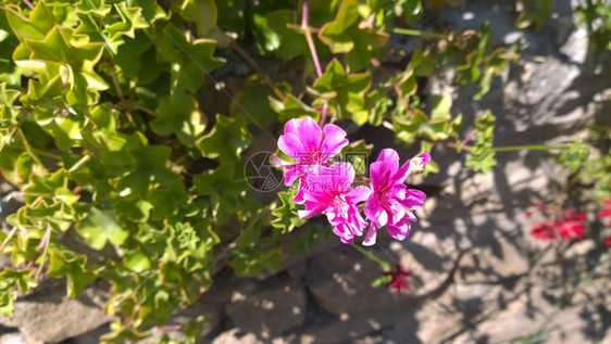 野生玫红鲜花图片