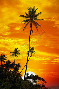 棕榈树在日落背景下被环绕图片