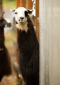 一个独特的看Llama暂停看镜头边吃早饭图片