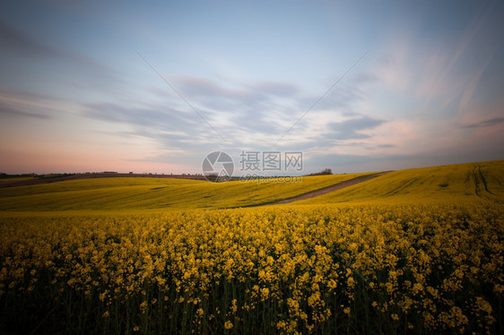 日落时美丽的黄地景观图片