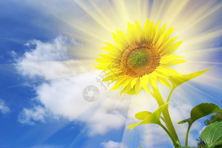 天空背景的向日葵设计要素图片