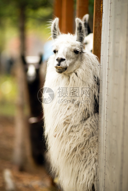 一个独特的看Llama暂停看镜头边吃早饭图片