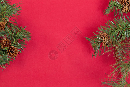 长青树枝是红色背景的边界圣诞概念图片