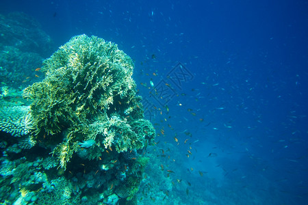 含鱼和珊瑚的水底全鱼和珊瑚图片