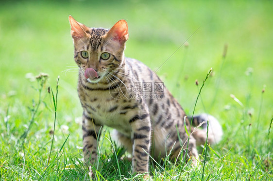 绿草中的猫图片