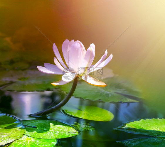 池塘里的百花图片