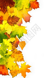 彩色秋叶边框白与剪路径隔绝图片