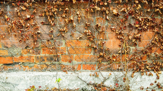 红砖壁背景有干枯的常春藤叶植物图片
