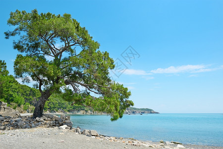 海湾岸边美丽的大树图片