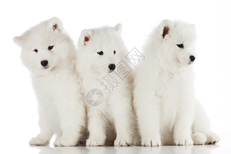 3只小狗被白色背景隔离在上图片