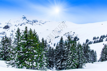 美丽的冬季风景有雪覆盖的树木图片
