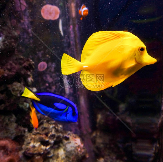 热带鱼类在蓝色珊瑚礁海水族馆中相遇图片