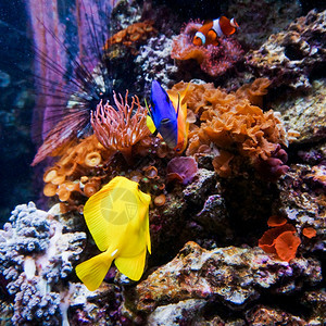 热带鱼类在蓝色珊瑚礁海水族馆中相遇图片