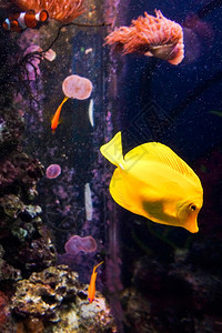 热带鱼类在蓝色珊瑚礁海水族馆中相遇图片