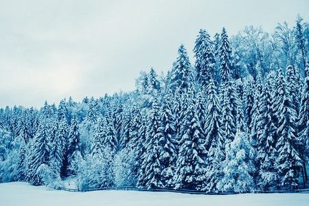 冬季风景树木覆盖着雪图片