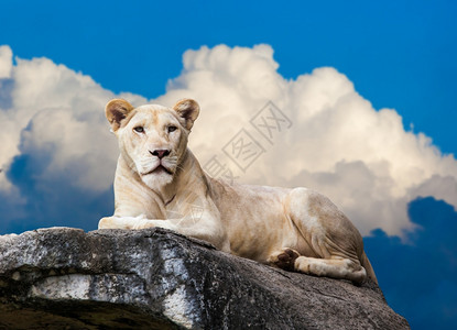 白狮子的肖像躺在岩石上的狮子图片