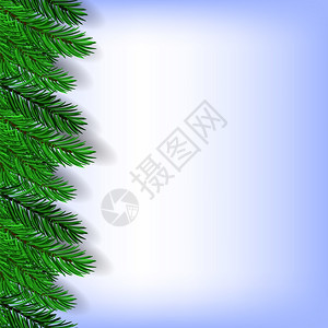 Fir绿色分支蓝背景孤立的绿图片