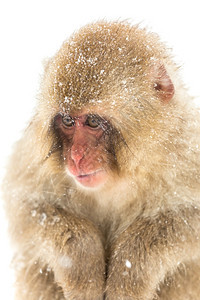 日本元雪猴在本长野夕田雄达尼图片