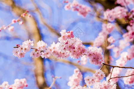 春樱花粉红色苏库拉图片