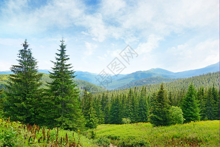 在高山背景上美丽的松树图片