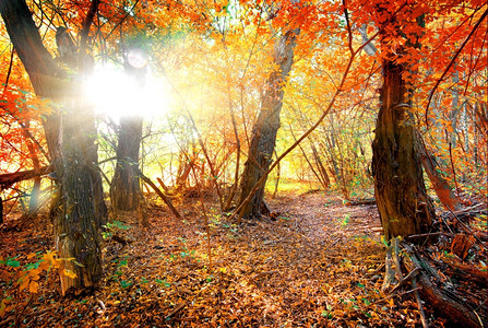 在平静的森林中明亮秋色图片
