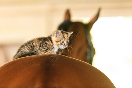 小猫马骑小马骑图片
