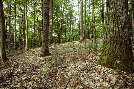 地貌景观森林里面的树木和栅栏图片
