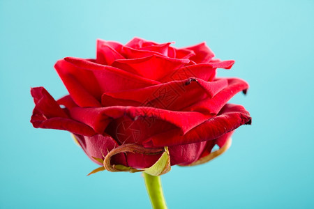 盛开的红玫瑰花作为爱情的象征图片